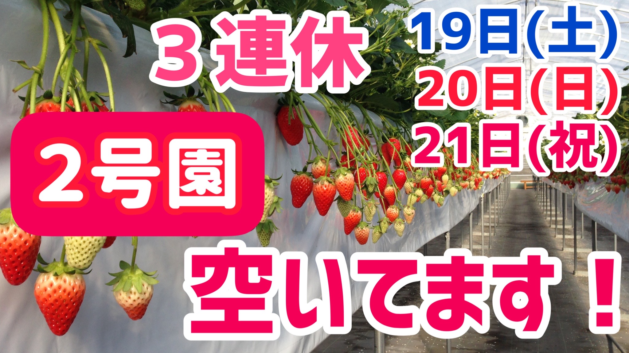 とよたいちごふぁーむ 愛知県のいちご狩りハウス